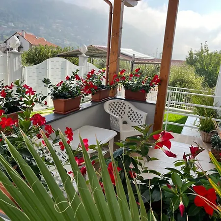 Dreams * 아제롤라